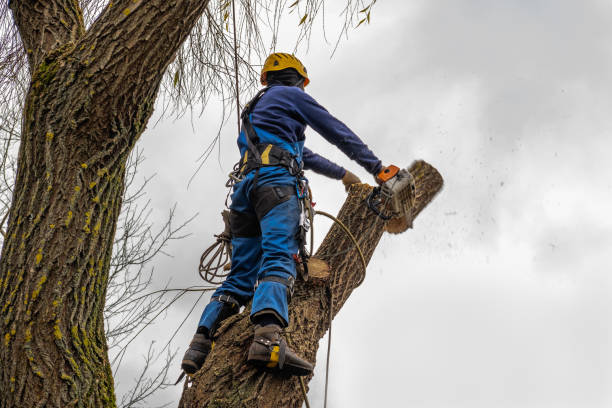 Tree Service Company in Loris, SC